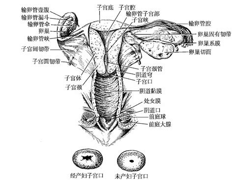 女性生殖器